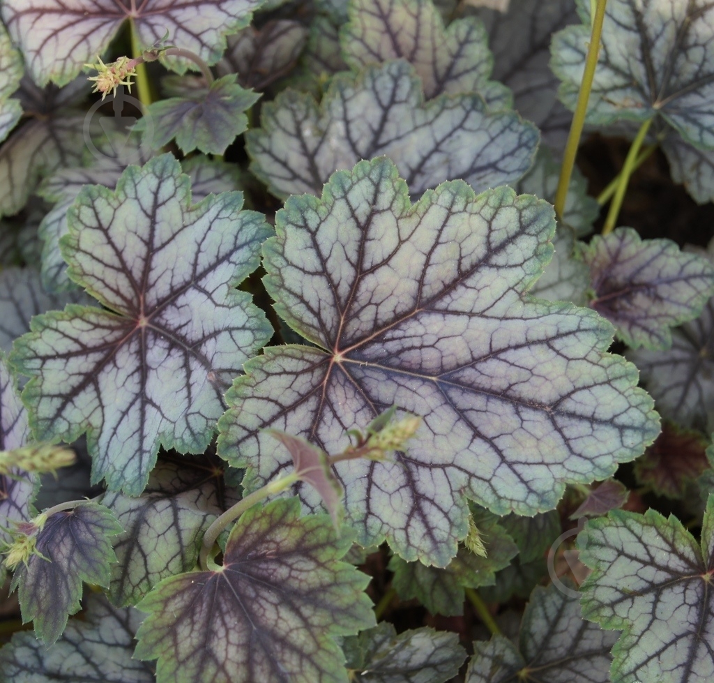 Растение Гейхера 'Venus' - фото 1