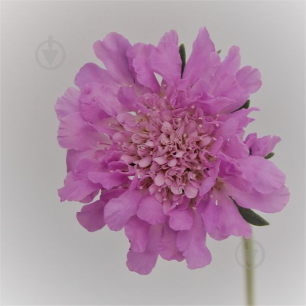 Рослина Коростяна Pink Mist (С2) - фото 2 Рослина Коростяна Pink Mist (С2) - фото 2