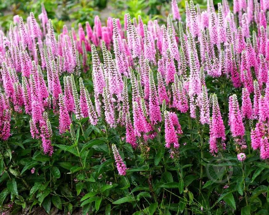 Растение Вероника 'Pink Marshmallow' - фото 1 Растение Вероника 'Pink Marshmallow' - фото 1