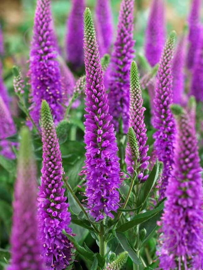 Растение Вероника Purpleicious - фото 2