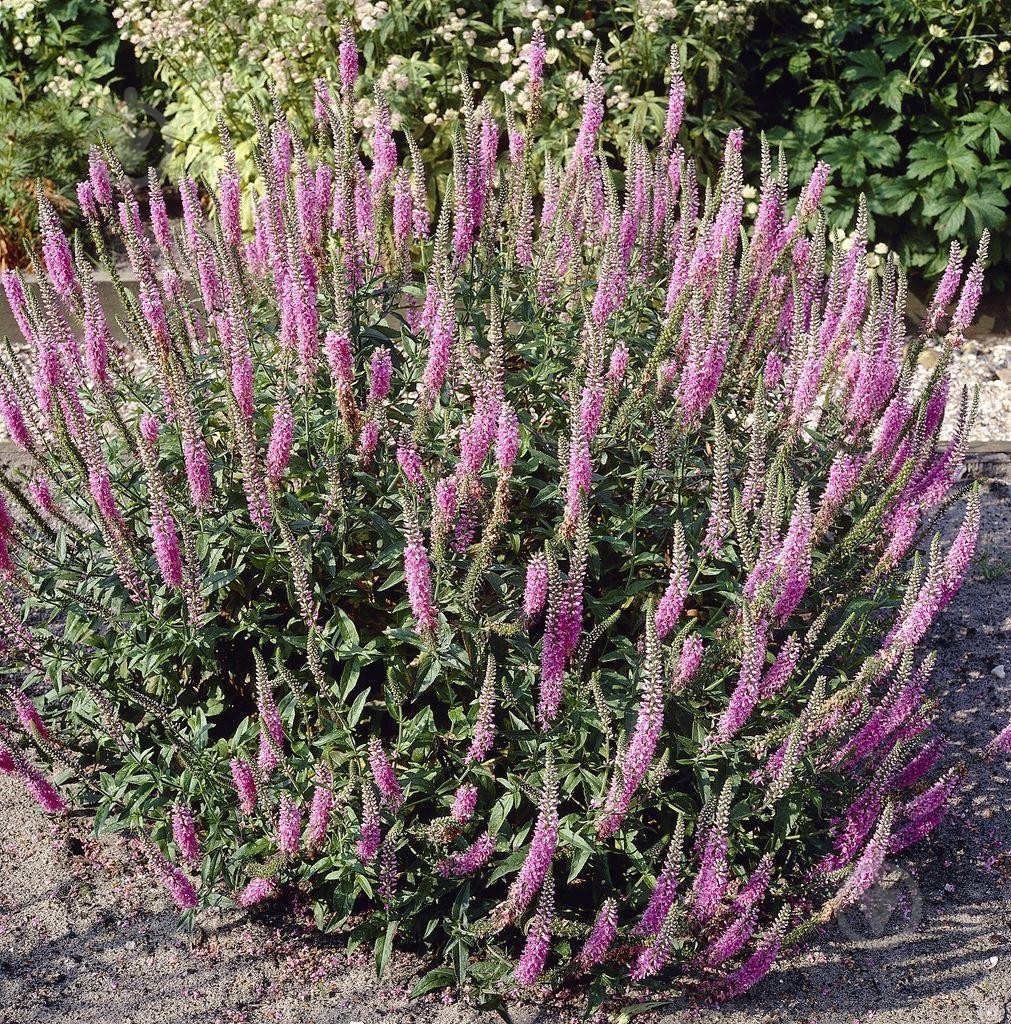 Рослина Вероніка довголиста 'Pink Damask' - фото 2 Рослина Вероніка довголиста 'Pink Damask' - фото 2