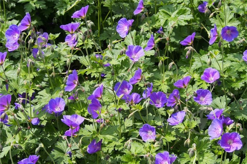 Растение Герань Johnson's Blue - фото 2