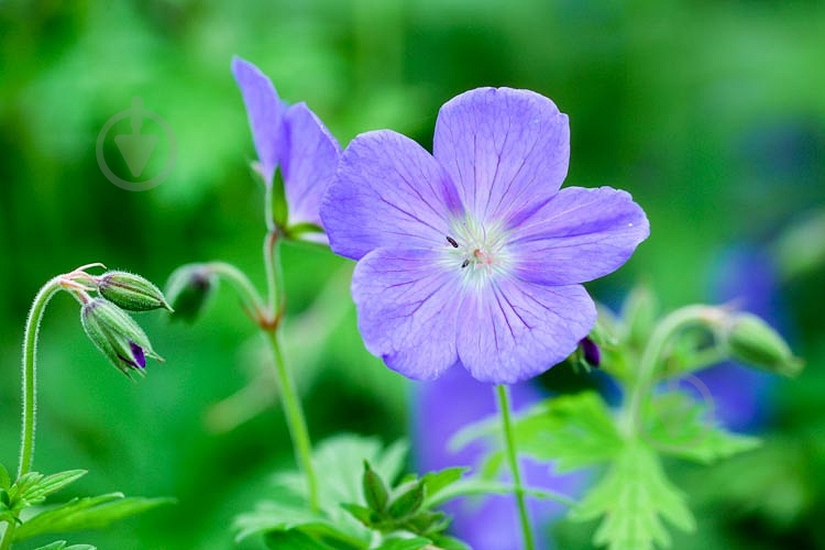 Растение Герань Johnson's Blue - фото 1