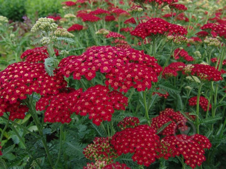 Растение Тысячелистник 'Red velvet' - фото 2 Растение Тысячелистник 'Red velvet' - фото 2