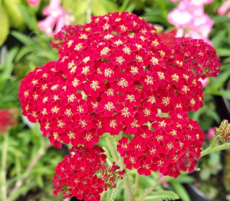 Растение Тысячелистник 'Red velvet' - фото 1 Растение Тысячелистник 'Red velvet' - фото 1