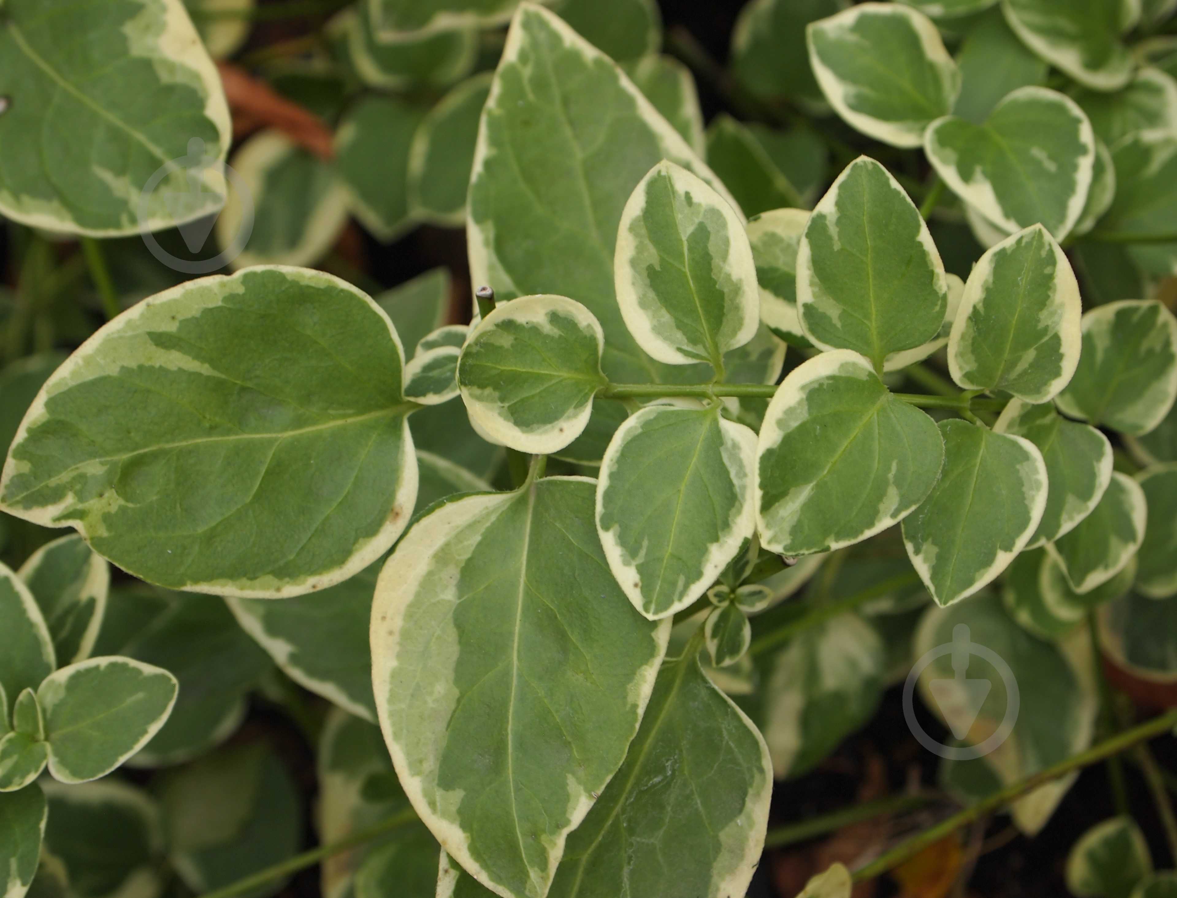 Растение Барвинок большой 'Variegata' - фото 2 Растение Барвинок большой 'Variegata' - фото 2