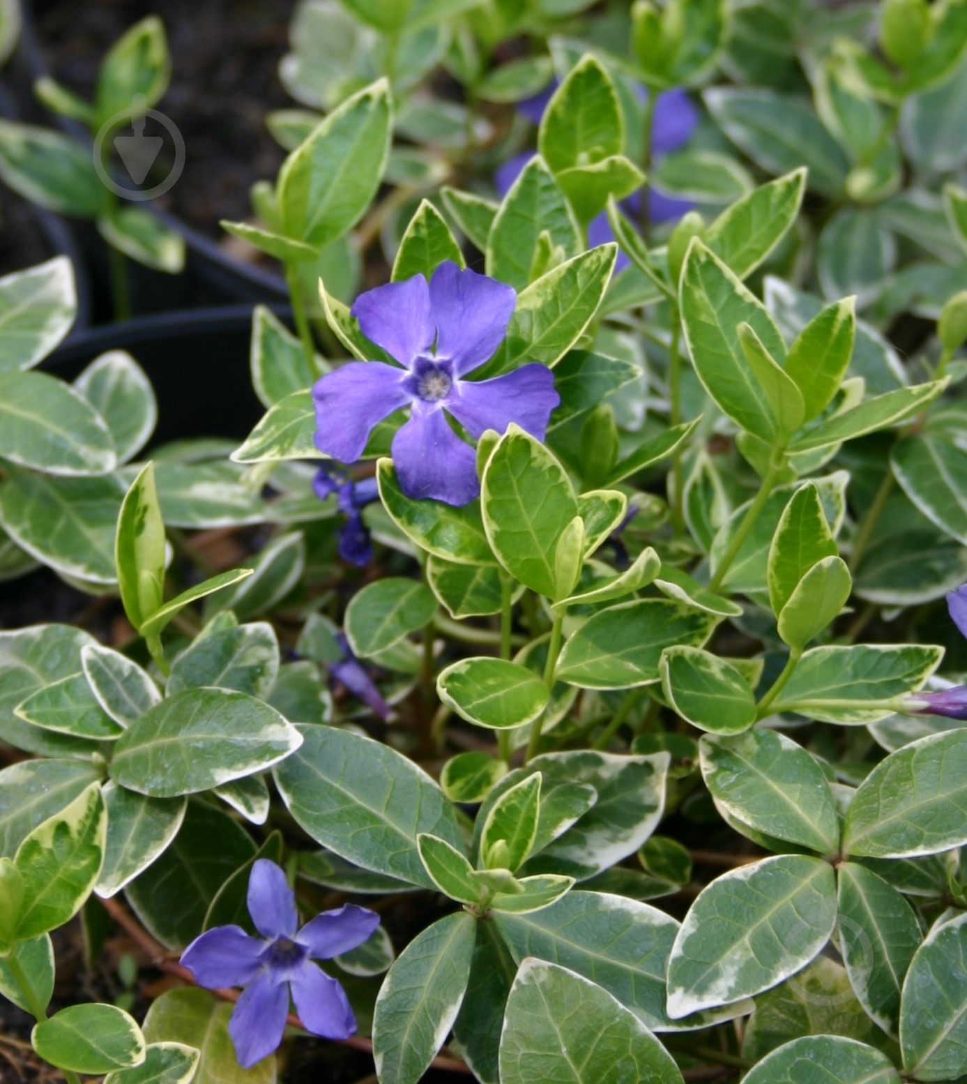 Растение Барвинок большой 'Variegata' - фото 1 Растение Барвинок большой 'Variegata' - фото 1