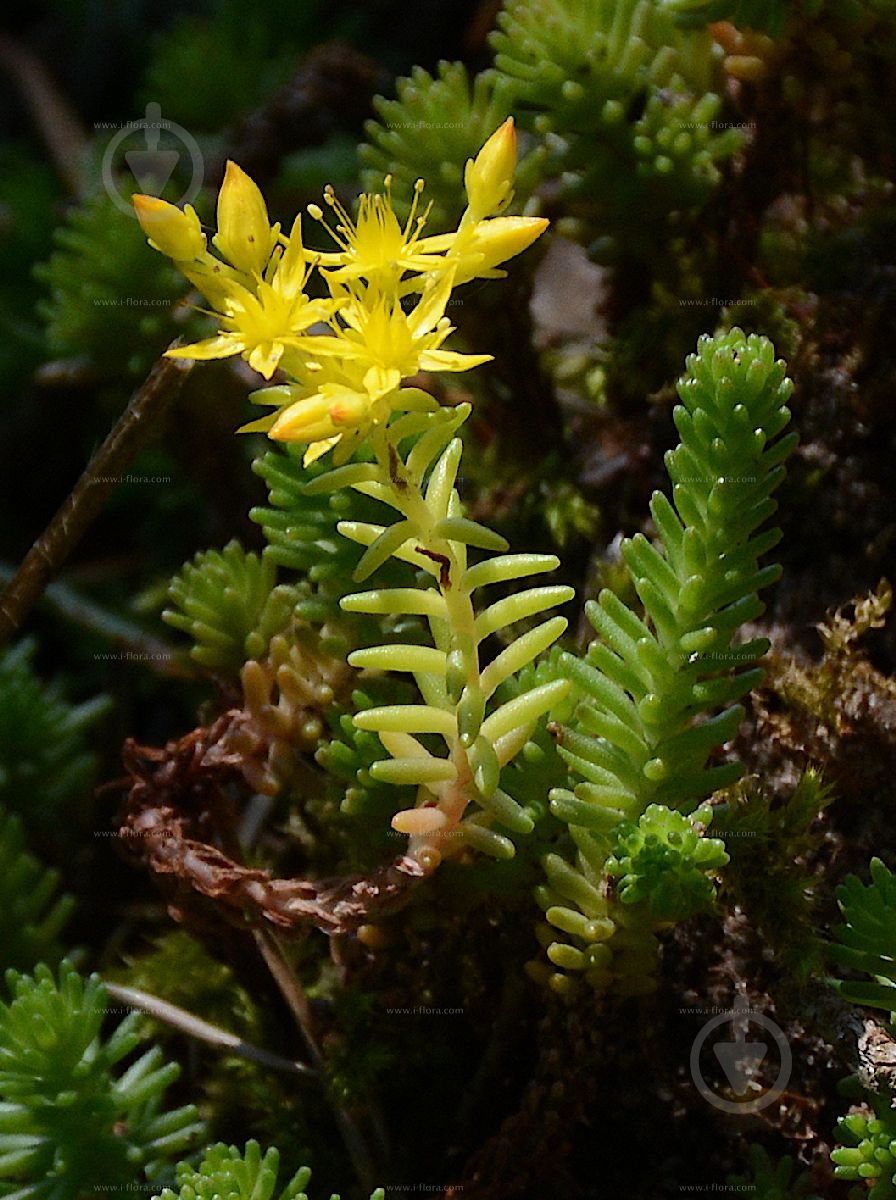 Растение очиток шестирядный - фото 1 Растение очиток шестирядный - фото 1