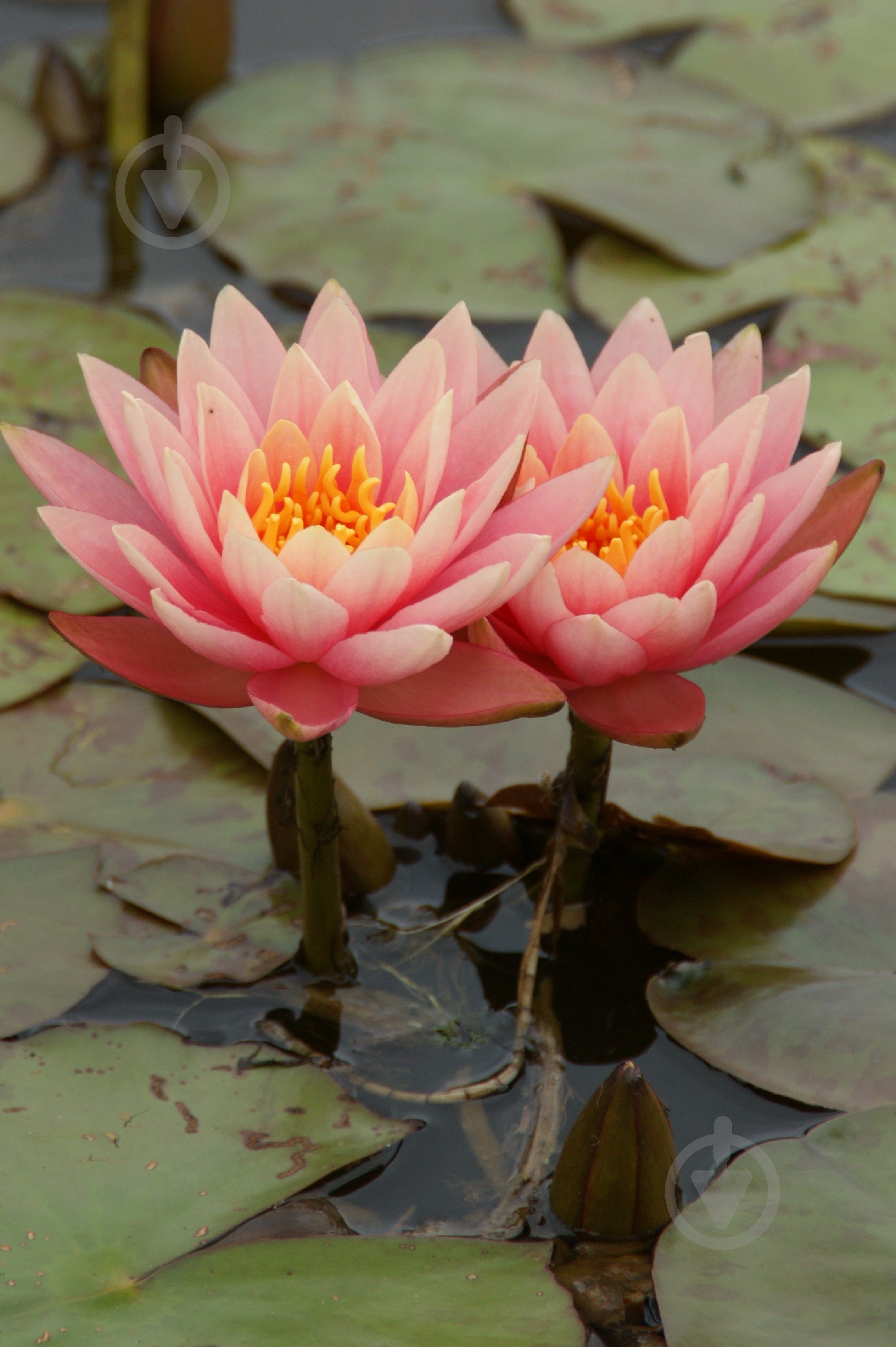 Растение Нимфея Aurora - фото 1 Растение Нимфея Aurora - фото 1