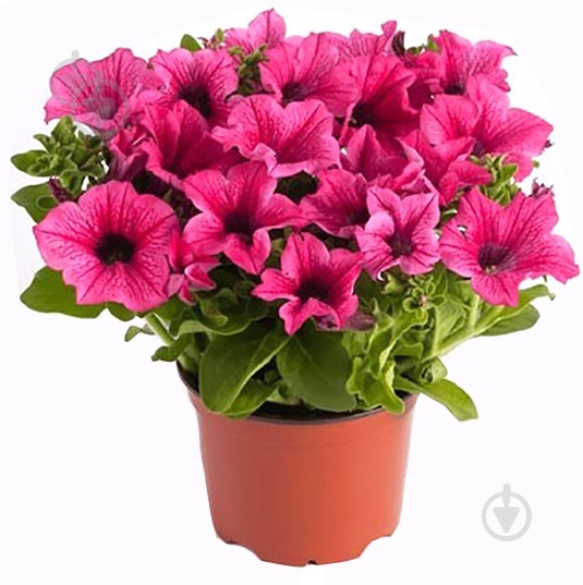 Растение Сурфиния d23 h25 - фото 1