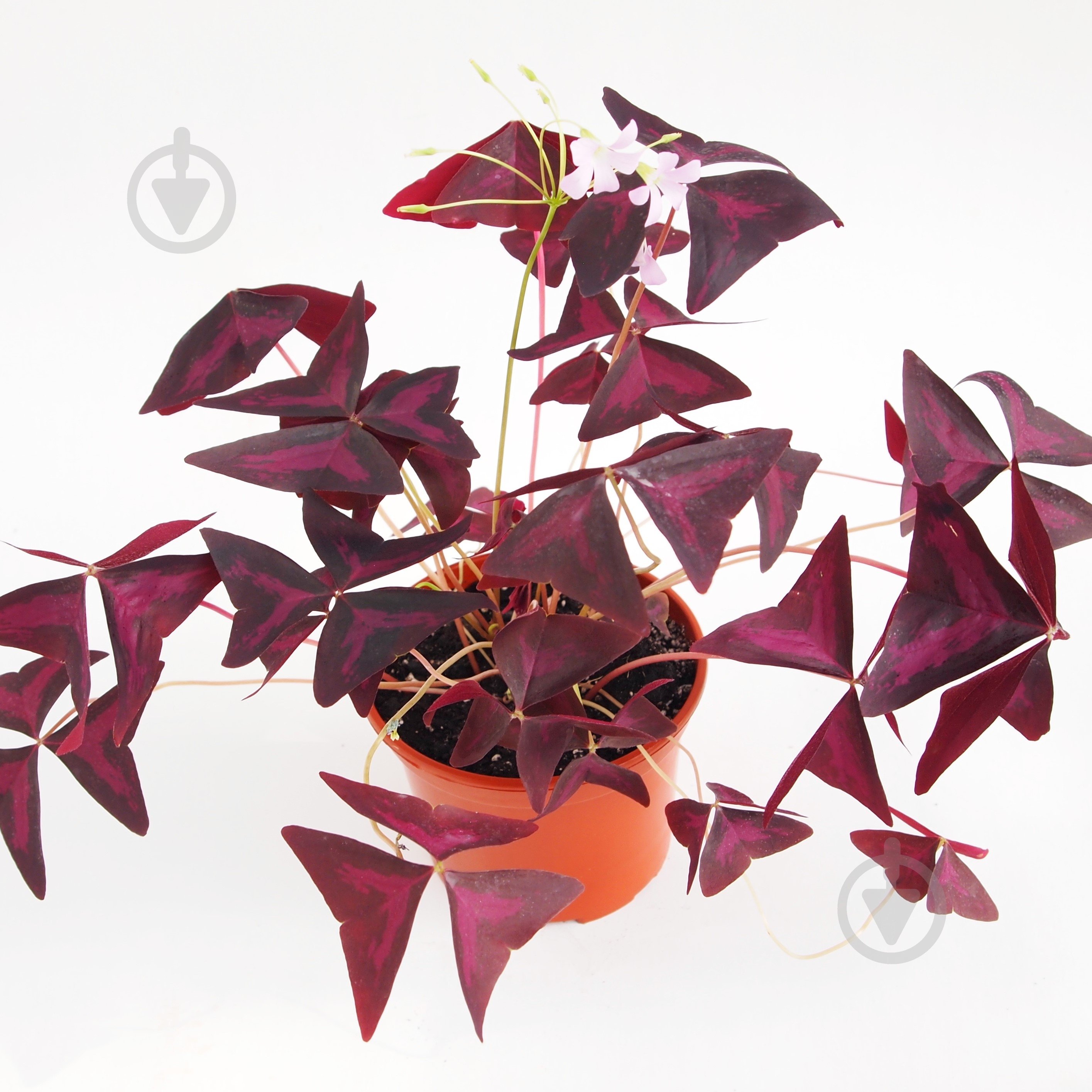 Рослина Кислиця трикутна - фото 2