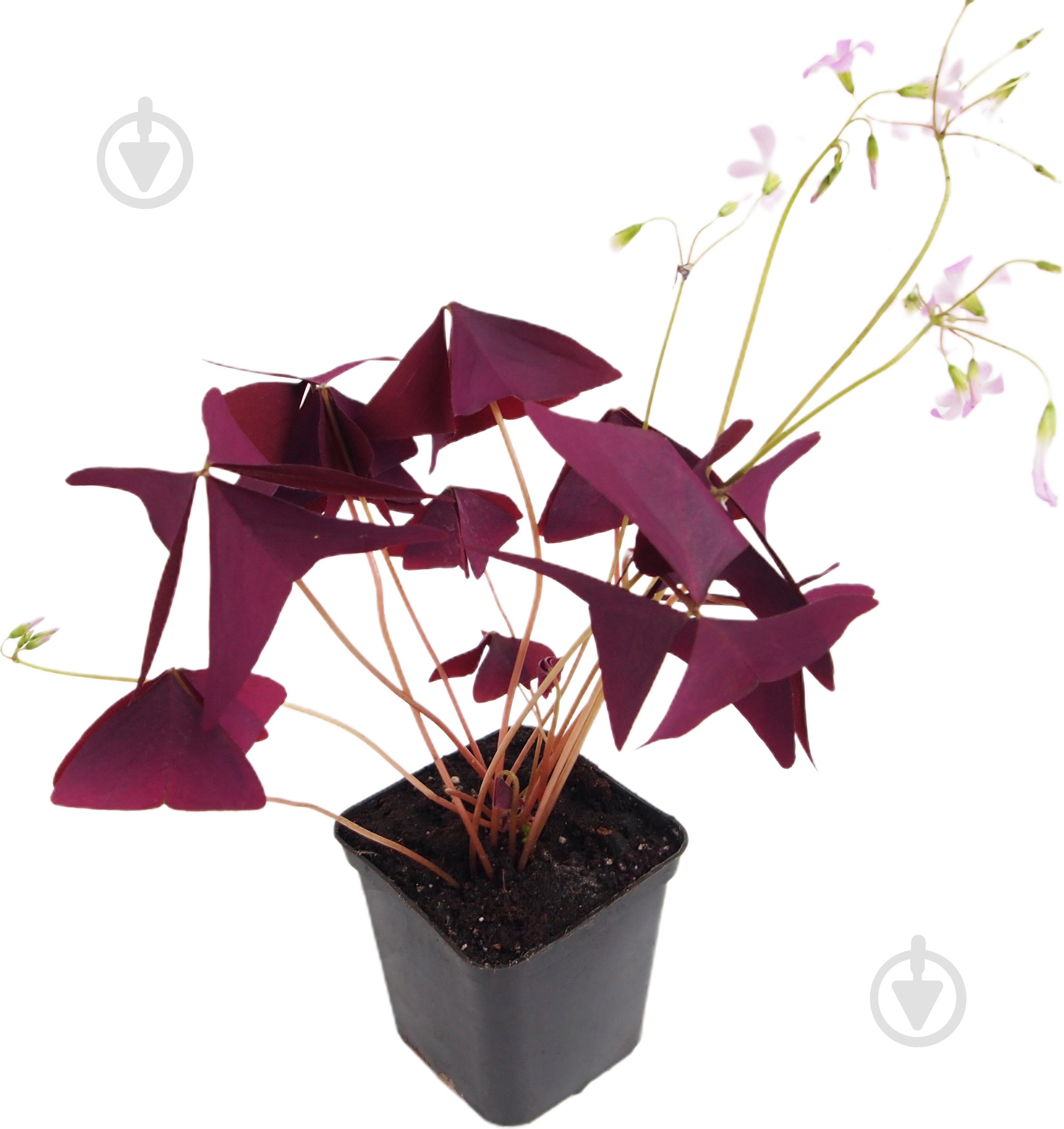 Рослина Кислиця трикутна - фото 1