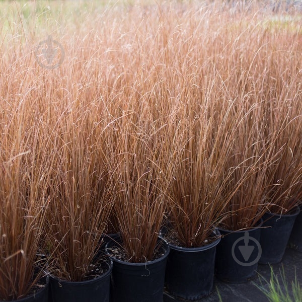 Растение Carex buhanaii Fire Fox (С3) - фото 1