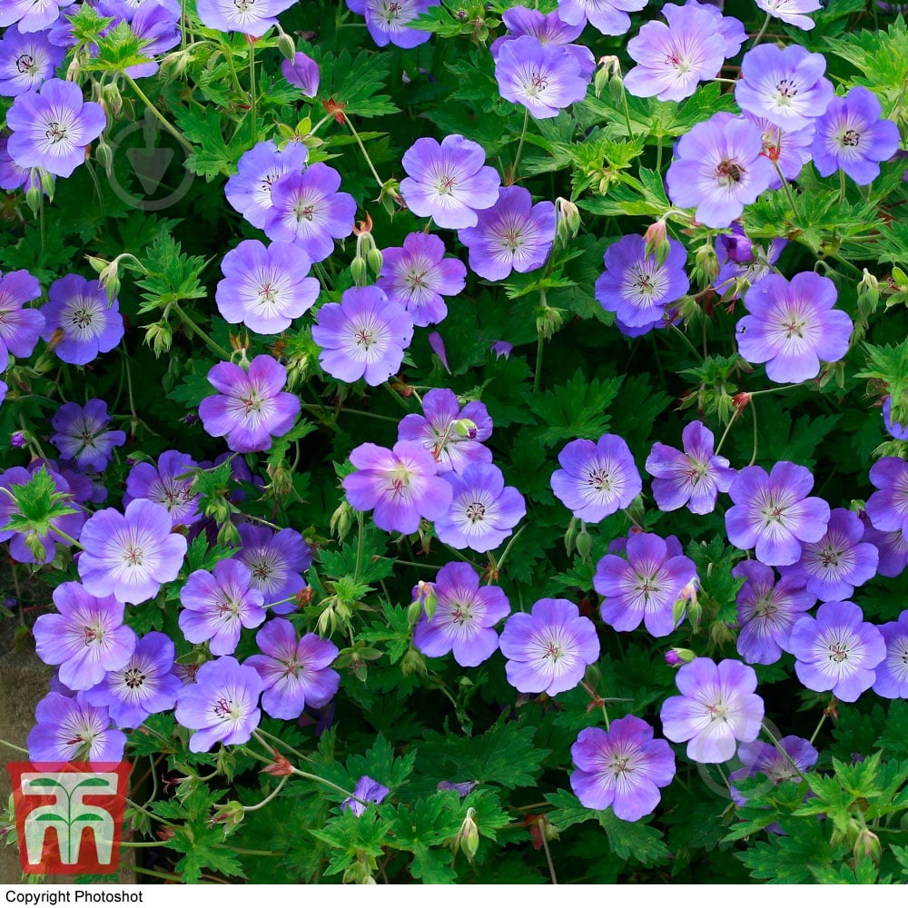 Растение Geranium Rozanne (Герань Розанна) (C3) - фото 2 Растение Geranium Rozanne (Герань Розанна) (C3) - фото 2