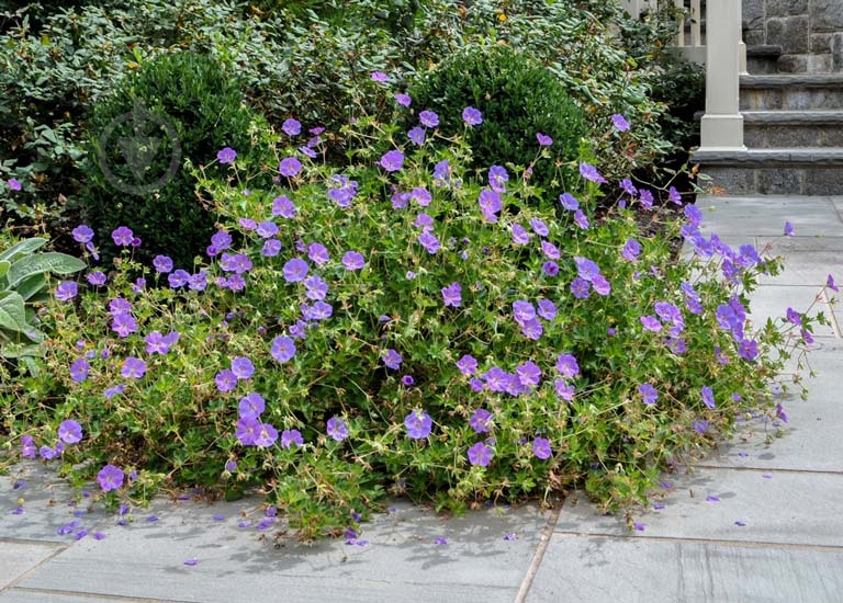 Растение Geranium Rozanne (Герань Розанна) (C3) - фото 3 Растение Geranium Rozanne (Герань Розанна) (C3) - фото 3