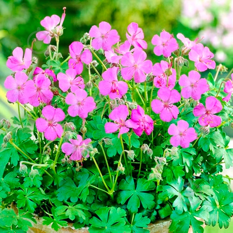 Растение Geranium cant. 'Cambridge' (С3) - фото 1