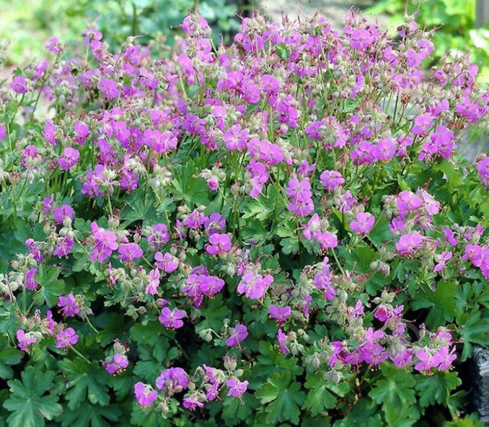 Растение Geranium cant. 'Cambridge' (С3) - фото 2