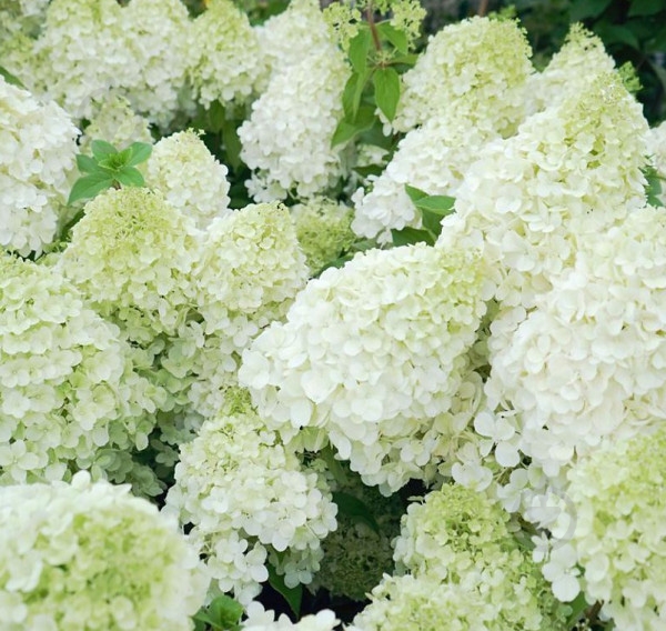 Растение Гортензия метловидная 'Polar Bear' (Hydrangea paniculata 'Polar Bear') (С3) - фото 2 Растение Гортензия метловидная 'Polar Bear' (Hydrangea paniculata 'Polar Bear') (С3) - фото 2