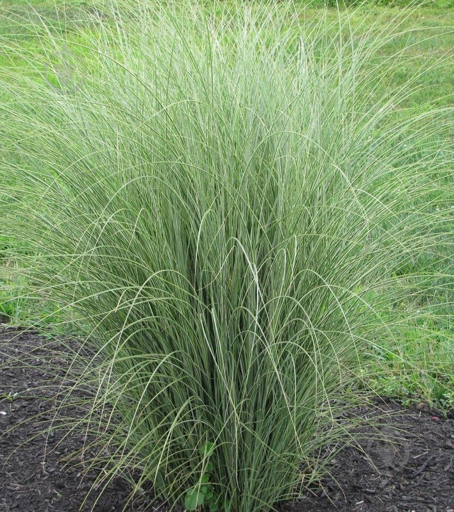 Растение Miscanthus sin. 'Morning Light' (C3) - фото 3 Растение Miscanthus sin. 'Morning Light' (C3) - фото 3