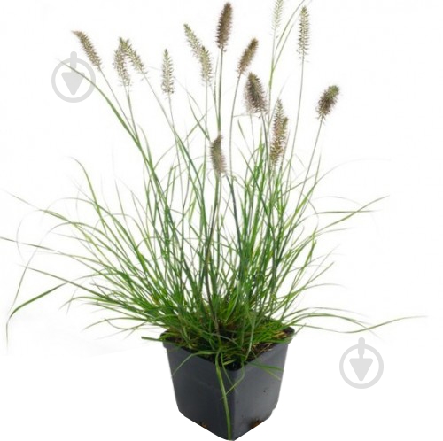 Растение Pennisetum alopecuroides (С5) - фото 1