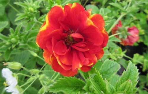 Растение Potentilla 'Arc-en-Ciel' (С2) - фото 3 Растение Potentilla 'Arc-en-Ciel' (С2) - фото 3