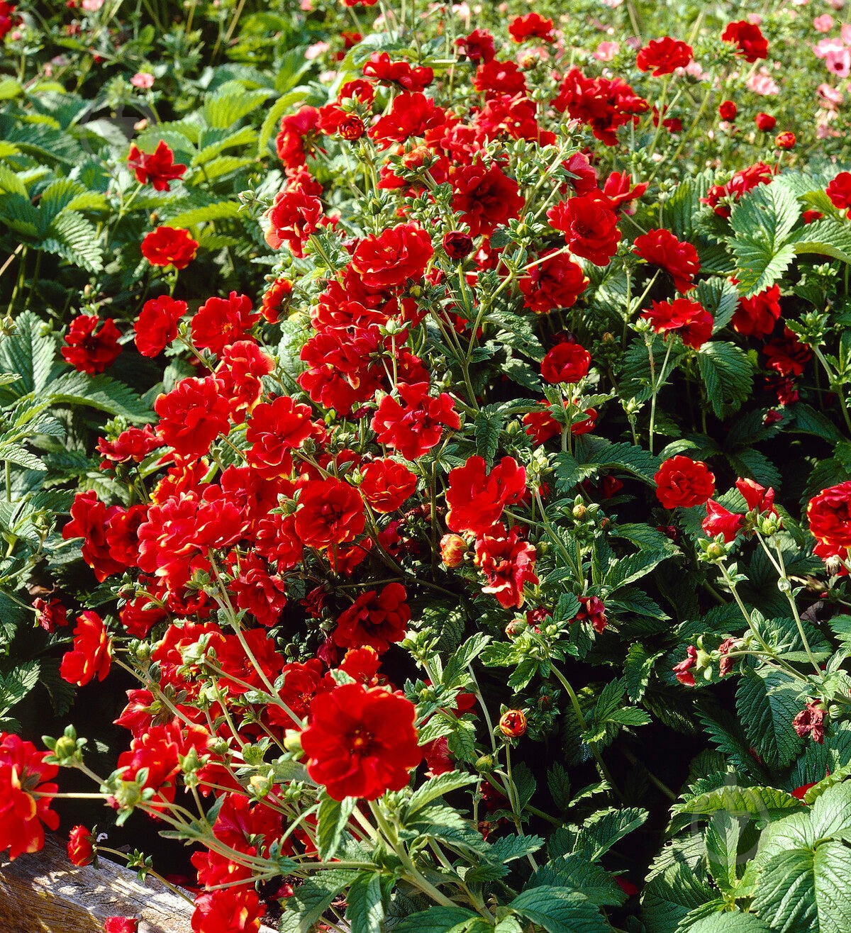 Растение Potentilla 'Arc-en-Ciel' (С2) - фото 4 Растение Potentilla 'Arc-en-Ciel' (С2) - фото 4