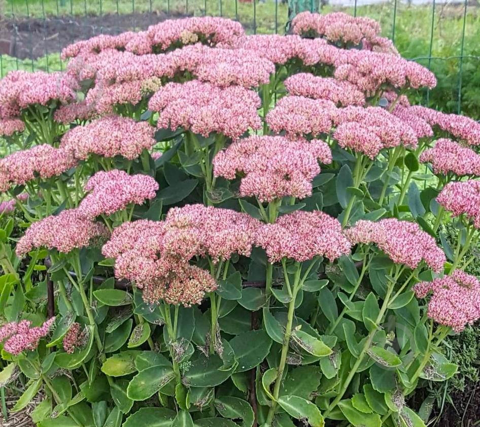 Растение Sedum spectabile в ассортименте - фото 3 Растение Sedum spectabile в ассортименте - фото 3