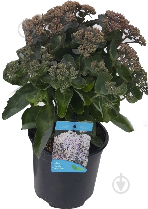 Растение Sedum spectabile в ассортименте - фото 1 Растение Sedum spectabile в ассортименте - фото 1