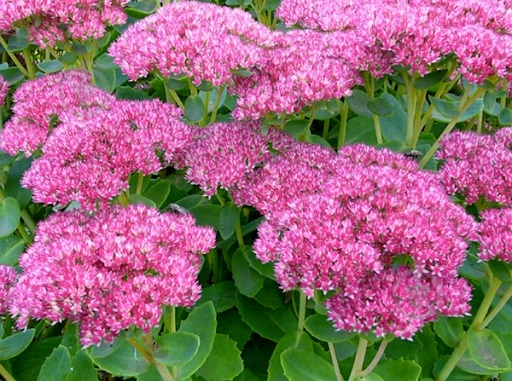 Растение Sedum spectabile в ассортименте - фото 2 Растение Sedum spectabile в ассортименте - фото 2