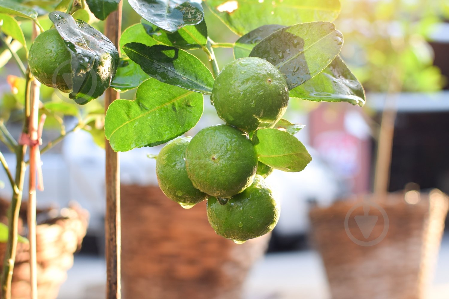 Торфосмесь Compo SANA для цитрусовых растений 10 л - фото 10 Торфосмесь Compo SANA для цитрусовых растений 10 л - фото 10