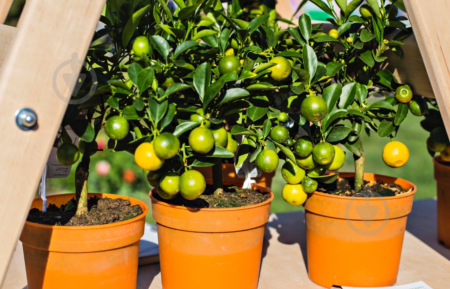 Торфосмесь Compo SANA для цитрусовых растений 10 л - фото 11 Торфосмесь Compo SANA для цитрусовых растений 10 л - фото 11