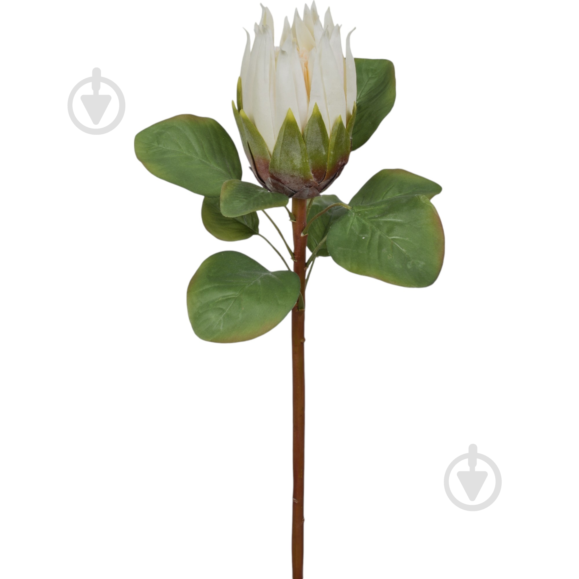 Цветок искусственный Протея белая 68 см - фото 1