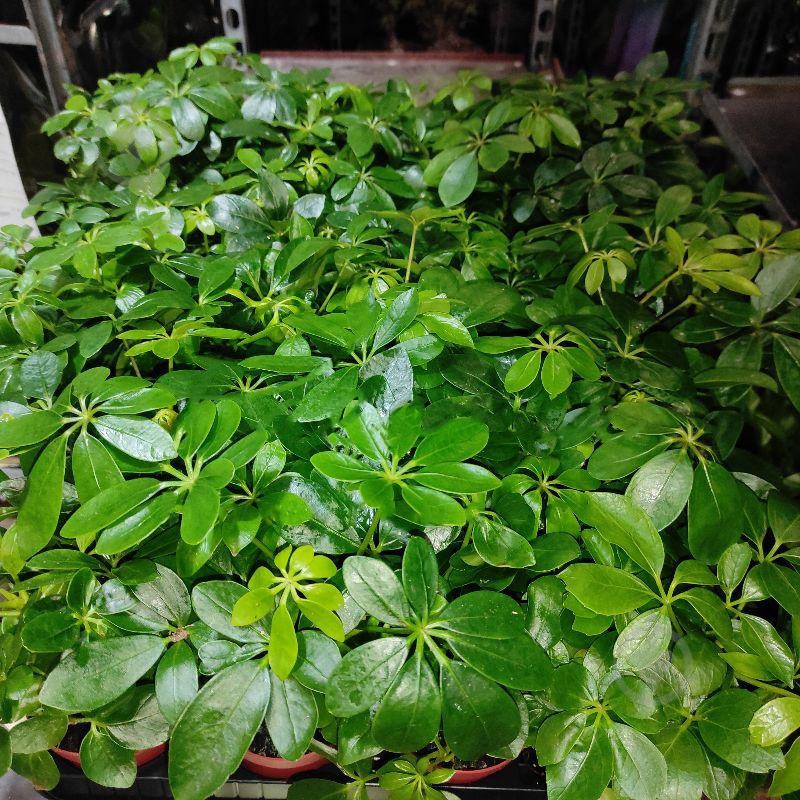 Растение Шеффлера 9х20 Luseana - фото 1 Растение Шеффлера 9х20 Luseana - фото 1