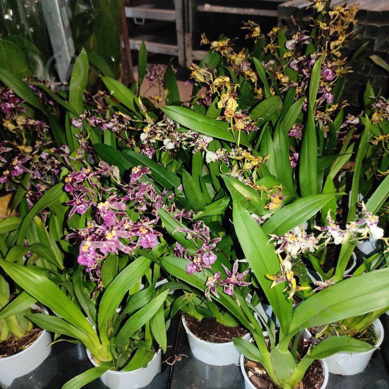 Растение Онцидиум (орхидея) 12х20 микс - фото 1