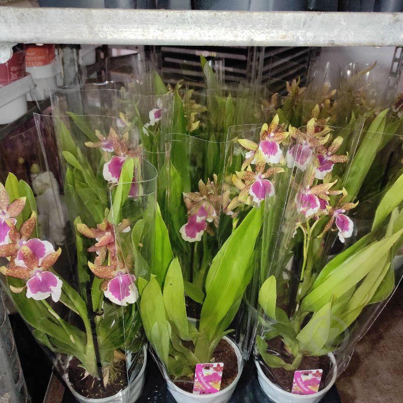 Растение Одонтоглоссум (орхидея) 12х40 Peter Klomp - фото 1