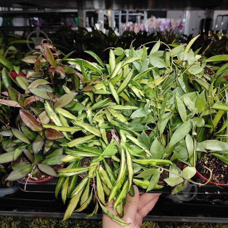 Растение Хойя 9х10 микс - фото 1