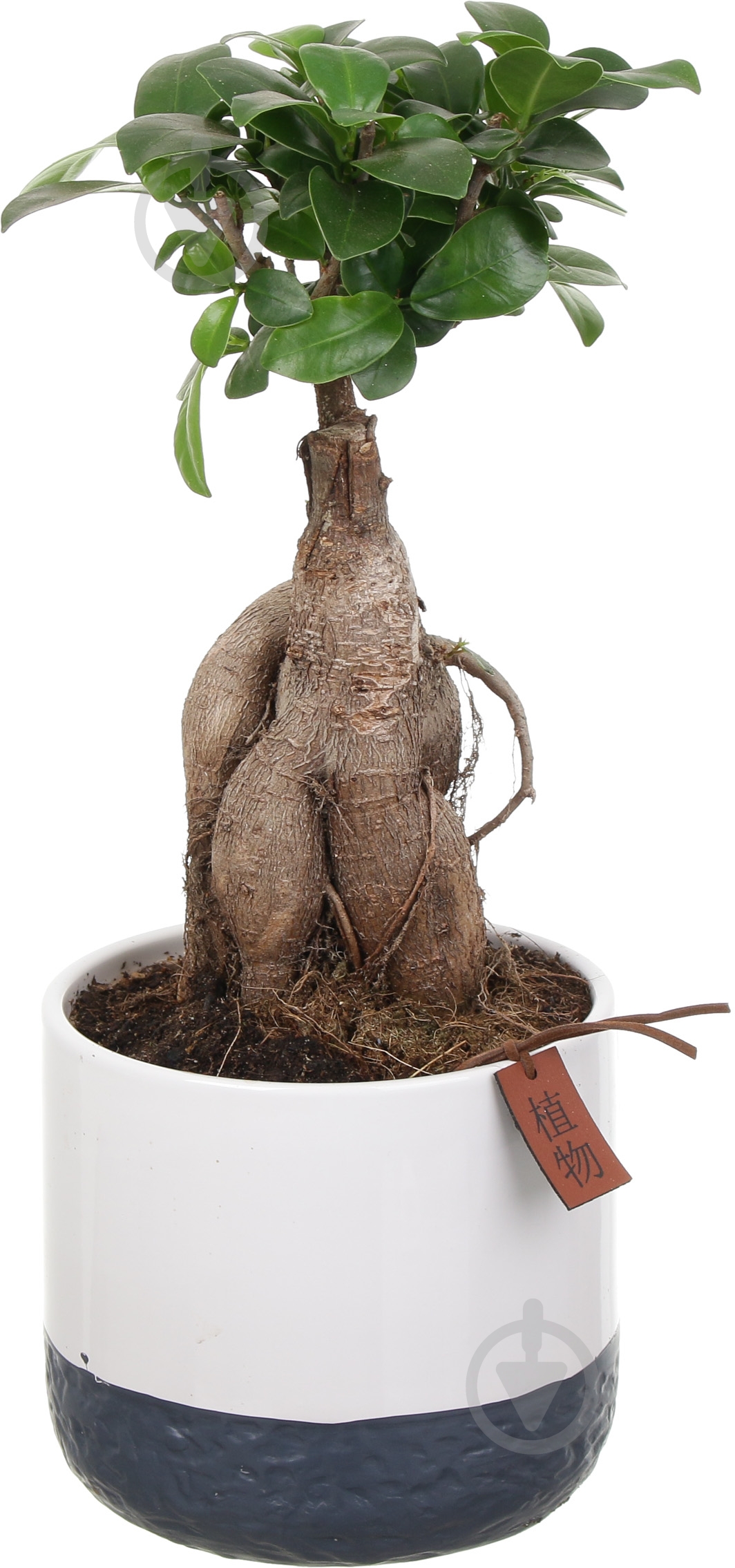 Растение Бонсай-фикус microcarpa Ginseng 15х35 см - фото 1