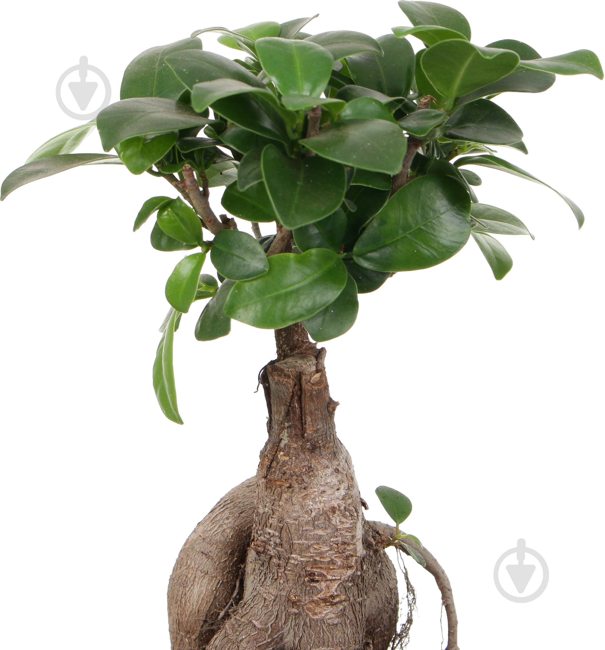 Растение Бонсай-фикус microcarpa Ginseng 15х35 см - фото 3