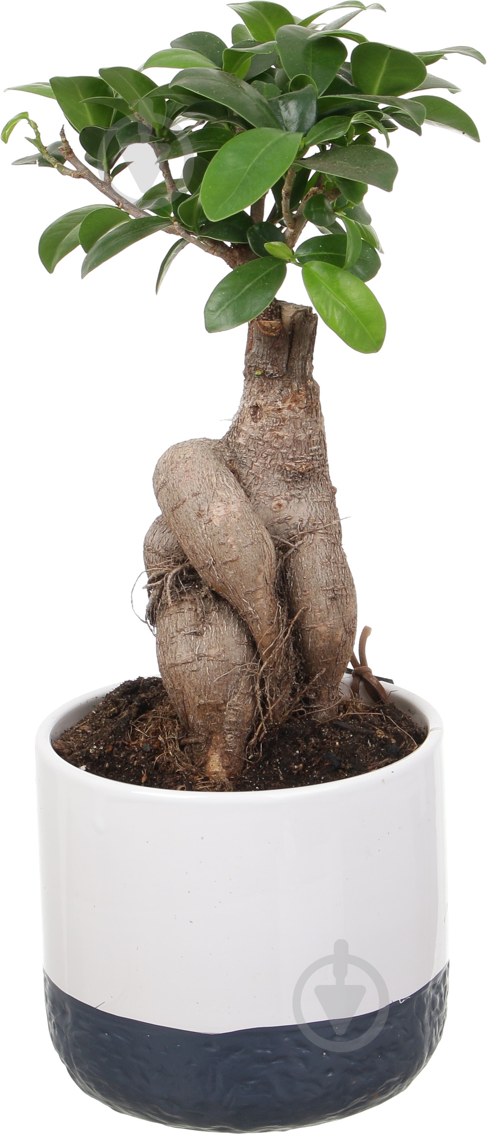 Растение Бонсай-фикус microcarpa Ginseng 15х35 см - фото 2