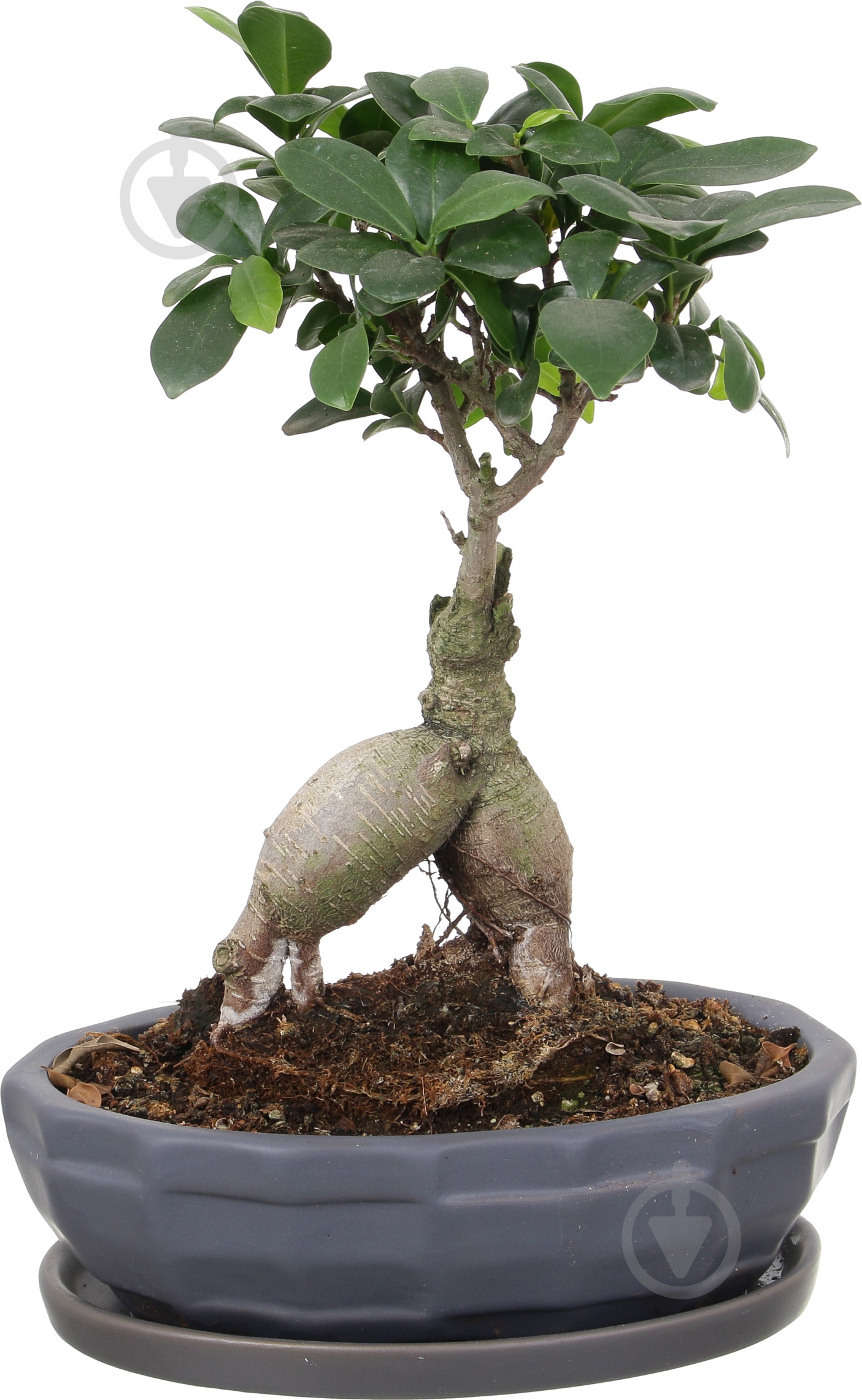 Растение Бонсай-фикус microcarpa Ginseng 17х45 см - фото 1