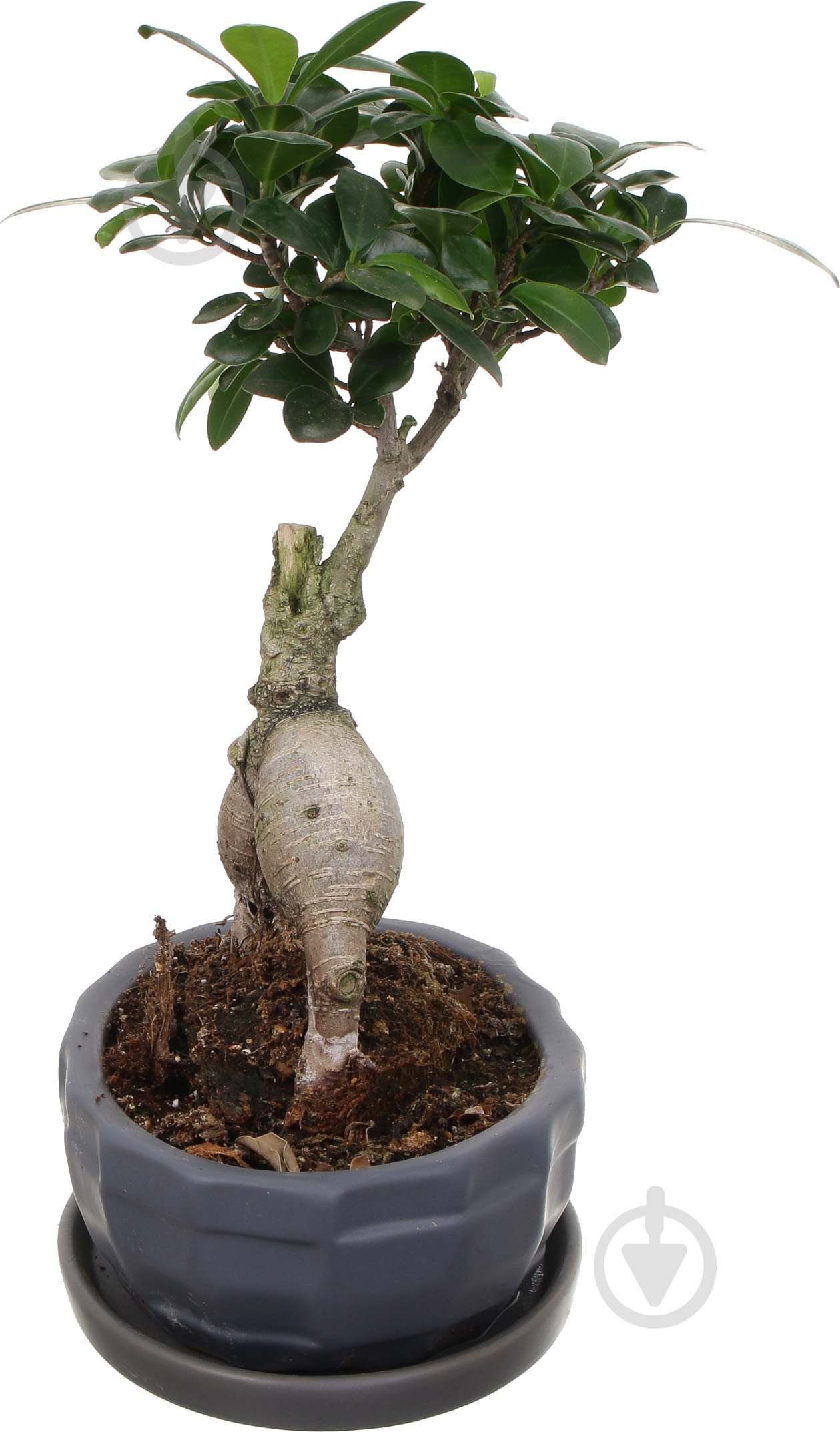 Растение Бонсай-фикус microcarpa Ginseng 17х45 см - фото 3
