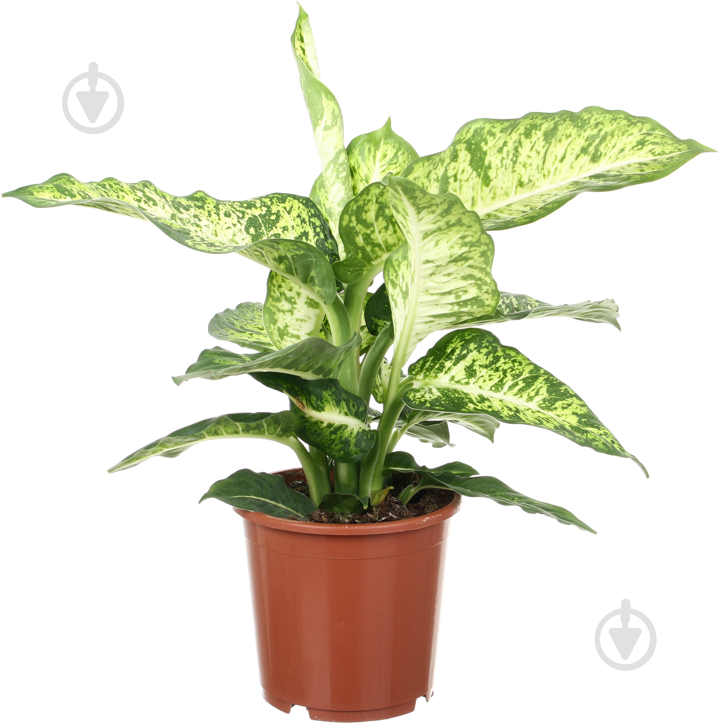 Рослина Диффенбахія мікс 17х65 см - фото 1