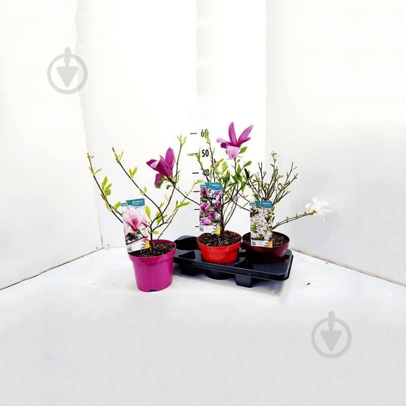 Растение Магнолия 19*55 микс - фото 1