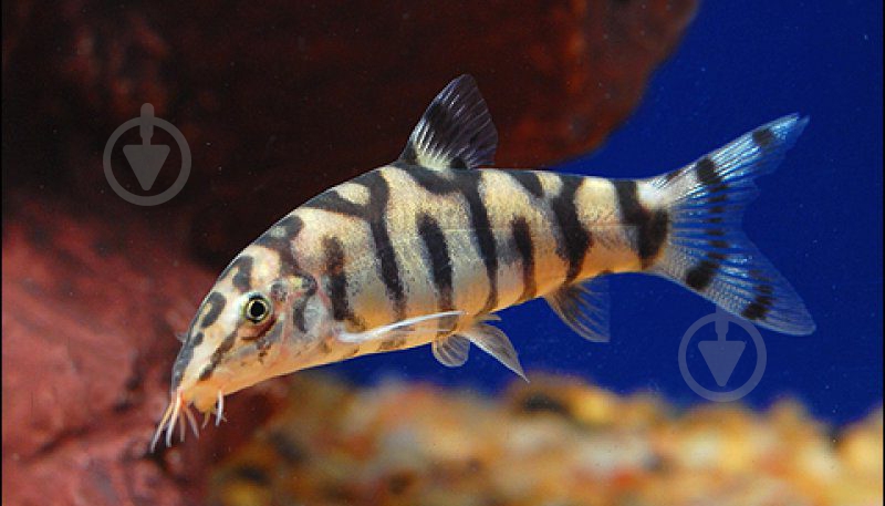 Рибка Боция Лохаката 3-4 см - фото 3 Рибка Боция Лохаката 3-4 см - фото 3