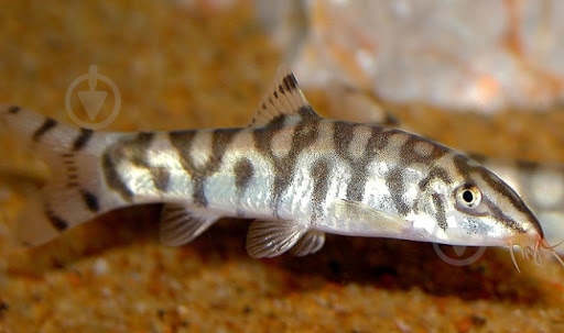 Рибка Боция Лохаката 3-4 см - фото 8 Рибка Боция Лохаката 3-4 см - фото 8