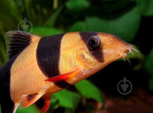 Рибка Боция Лохаката 3-4 см - фото 7 Рибка Боция Лохаката 3-4 см - фото 7