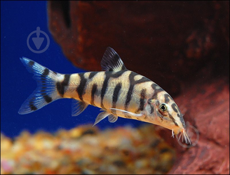 Рибка Боция Лохаката 3-4 см - фото 9 Рибка Боция Лохаката 3-4 см - фото 9