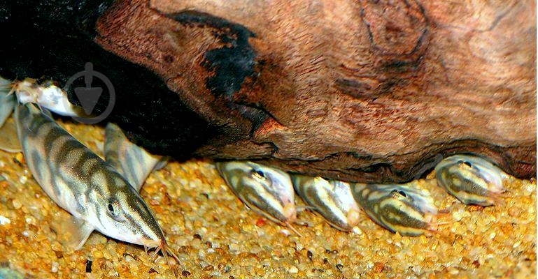 Рибка Боция Лохаката 3-4 см - фото 5 Рибка Боция Лохаката 3-4 см - фото 5