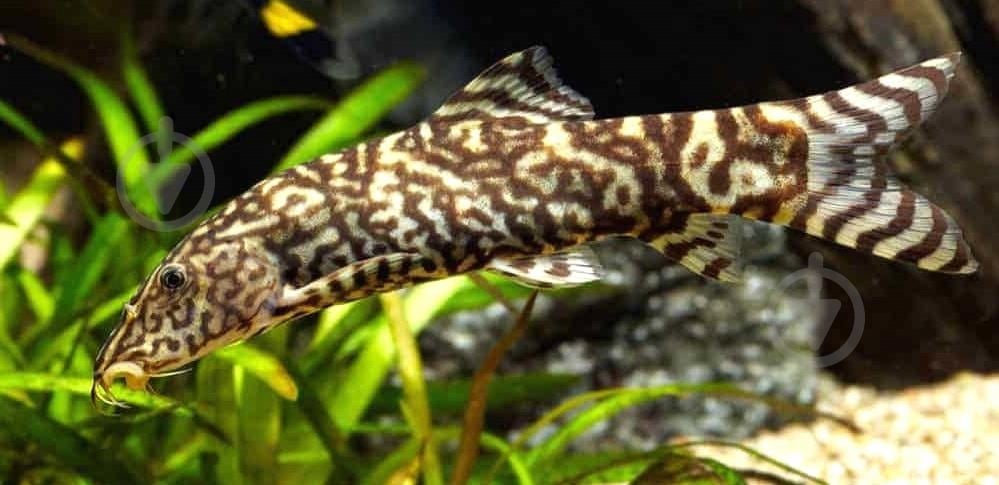 Рибка Боция Лохаката 3-4 см - фото 6 Рибка Боция Лохаката 3-4 см - фото 6