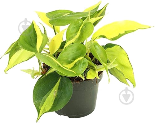Растение Филодендрон Scandens Brasil 12/20 - фото 1